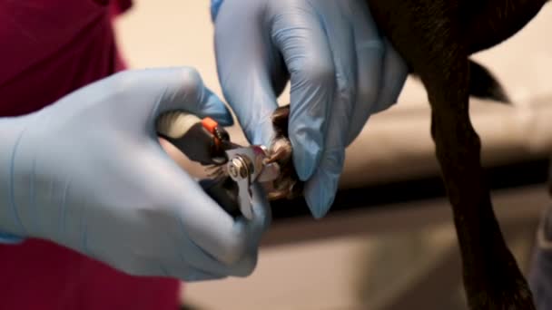 Veterinario en guantes médicos corta las garras de un perro en la clínica. El concepto de medicina veterinaria, cuidado de los animales, salud animal, aseo, salón de aseo de mascotas — Vídeo de stock