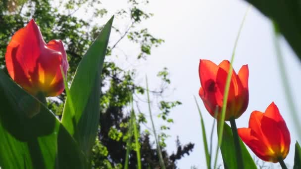 Vörös tulipánok ringatóznak a szélben a park alsó részén a kék égbolttal szemben egy napsütéses napon. Fogalma üdvözlő kártya Valentin nap, anyák napja, nemzetközi nőnap, virág szállítás. 4k — Stock videók