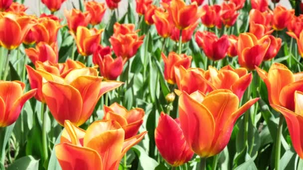 Many orange tulips sway in the wind in an open space in the park. Concept of a greeting card for valentines day, mothers day, international womens day, flower delivery. 4k — Stock Video