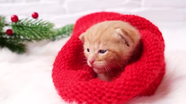 4k Seekor anak kucing merah kecil Natal menjilati bibirnya dengan topi merah santa rajutan. Lembut dan nyaman dengan pohon Natal. Konsep Natal, kenyamanan rumah dan liburan tahun baru, memberi makan anak kucing — Stok Video