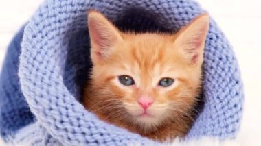 4k Küçük turuncu kedi yavrusu tatlı bir şekilde güneşleniyor ve kopyalanmış mavi şapkalı kameraya bakıyor. Yumuşak ve samimi. Noel, ev konforu ve yeni yıl tatili, Sevgililer Günü konsepti