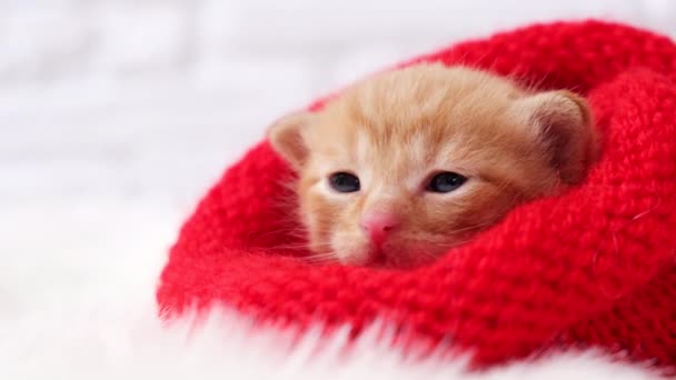 4k 。特写的小瓦伦丁生姜猫咪正在甜美地晒太阳，戴着一顶针织的红帽子看着摄像机。柔软舒适的。圣诞节、家庭舒适和新年假期、情人节的概念 — 图库视频影像