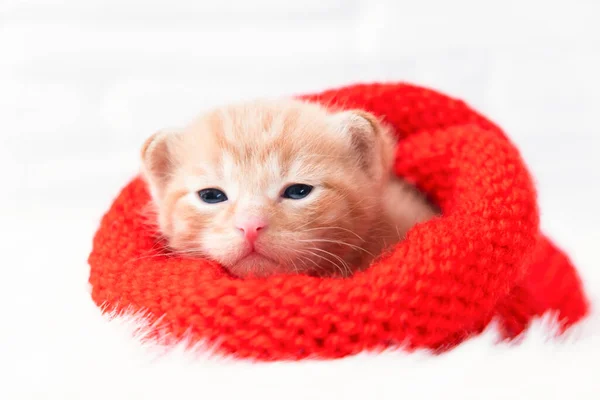 Крупным планом маленький рыжий котенок Валентина сладко греется и смотрит в камеру в вязаной красной шляпе. Мягкий и уютный. Рождество, домашний комфорт и новогодние праздники, концепция Дня святого Валентина — стоковое фото