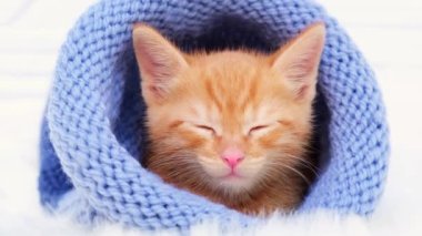 4 bin. Küçük turuncu kedi mavi bir şapkayla uyuyor. Yumuşak ve samimi. Noel, ev konforu ve yeni yıl ve Sevgililer Günü tatili konsepti.