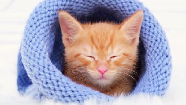 4kだ。小さなオレンジの子猫は編んだ青い帽子の中で眠ります。柔らかく居心地の良い。クリスマス、家庭の快適さと新年とバレンタインデーの休日のコンセプト. — ストック動画
