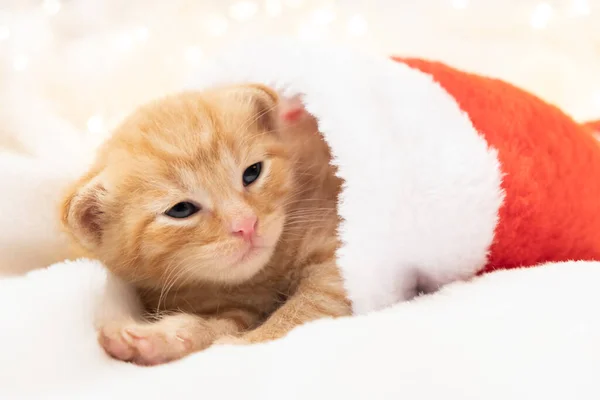 Das kleine orangefarbene Weihnachtskätzchen liegt süß und gemütlich in einer Weihnachtsmütze. Weich und gemütlich vor dem Hintergrund der Neujahrsgirlanden. Weihnachten, Wohnkomfort und Neujahrsferien-Konzept — Stockfoto
