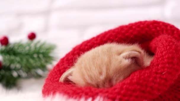 4k. Little Christmas ginger kitten sleeps and wakes up in a knitted red santa hat. Soft and cozy against the background of the Christmas tree. Christmas, home comfort and new year holidays concept — Stock Video