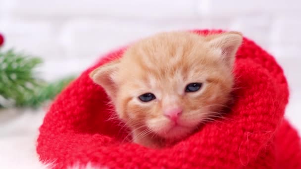 4k. Piccolo gattino zenzero di Natale è dolcemente crogiolarsi e guardando la fotocamera in un cappello rosso Santa maglia. Morbido e accogliente con un albero di Natale. Natale, comfort domestico e concetto di vacanze di Capodanno — Video Stock