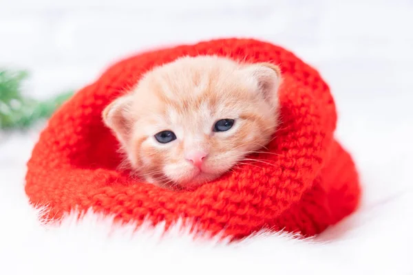 Маленький рождественский рыжий котенок сладко греется и смотрит в камеру в вязаной красной шляпе Санты. Мягкий и уютный с елкой. Рождество, домашний комфорт и новогодние праздники — стоковое фото