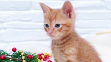 Zencefilli tekir yavrusu Noel oyuncaklarının yanında oturuyor. Noel ve yeni yıl tatili konsepti 