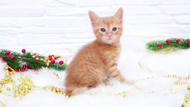 Ginger tabby curious christmas kitten sitting next to christmas toys. Christmas and new year holidays concept — Stock Video