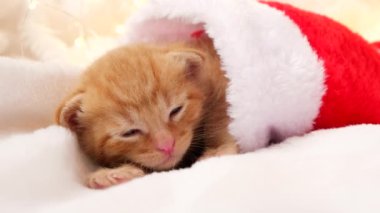 4k Küçük Noel kızıl kediciği tatlı tatlı uyuyor ve Noel Baba şapkasıyla uyuyor. Yeni yıl çelenklerinin arka planına karşı yumuşak ve samimi. Noel, ev konforu ve yeni yıl tatili konsepti 