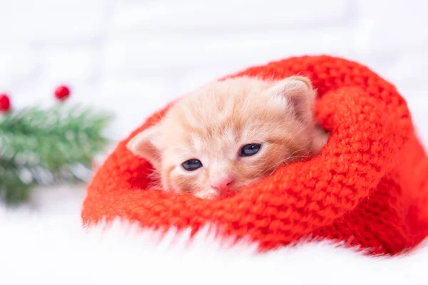 Маленький рождественский красный котенок сладко греется и смотрит в камеру в вязаной красной шляпе Санты. Мягкий и уютный с елкой. Рождество, домашний комфорт и новогодние праздники — стоковое фото
