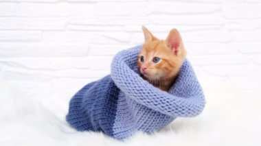 4 bin. Hafif arka planda sıcak mavi şapkalı komik turuncu renkli tekir kedicik. Sevgililer Günü, Noel ve Yeni Yıl ve ev ceketi konsepti 