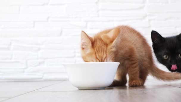 4k. Little orange hungrig tabby kattunge och liten svart kattunge passar en skål och äter på en ljus tegelsten bakgrund, kattunge och katt hälsosam kost koncept. — Stockvideo