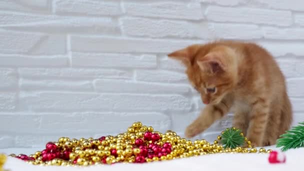 Τζίντζερ Τάμπι παιχνιδιάρικο περίεργο χριστουγεννιάτικο γατάκι παίζει με χριστουγεννιάτικα παιχνίδια. Χριστούγεννα και το νέο έτος διακοπών έννοια — Αρχείο Βίντεο