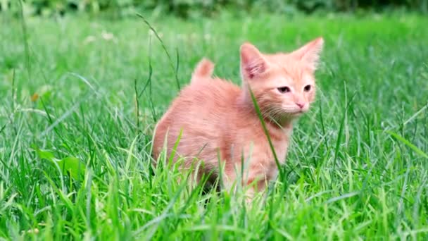 Divertido jengibre rojo juguetón curioso gatito tabby camina sobre la hierba al aire libre en el jardín y mira a su alrededor. Cuidado de mascotas, concepto de alimentación saludable. 4k — Vídeos de Stock