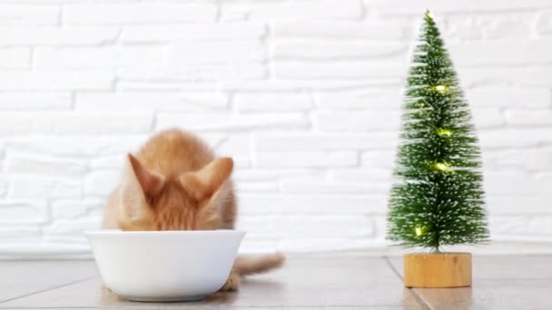 4k. Pequeño jengibre hambriento tabby gatito come sobre un fondo de ladrillo claro con árbol de Navidad. Alimentación nutrición gatitos, Navidad, año nuevo y vacaciones de invierno concepto — Vídeo de stock