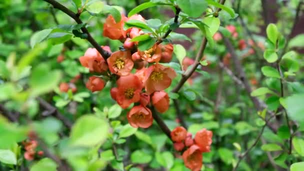 Mravenci plodí mšice na kvetoucím japonském quince, chrání ho a nosí kolem stromu. Koncept zahradničení, škůdců, zemědělství, kvetení — Stock video