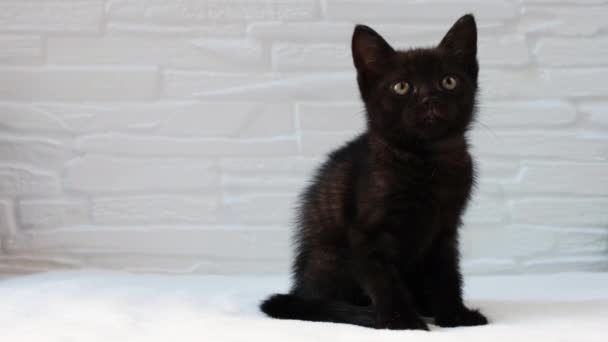 4k. El gatito negro se sienta sobre un fondo claro y mira a su alrededor. concepto de mascotas, el cuidado de los animales, halloween — Vídeo de stock