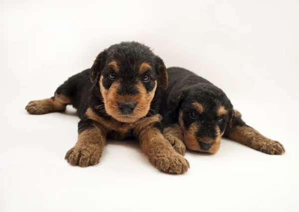 Köpek yavrusu Airedale Terrier