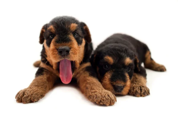 Pequeno airedaleterrier mostrando língua — Fotografia de Stock