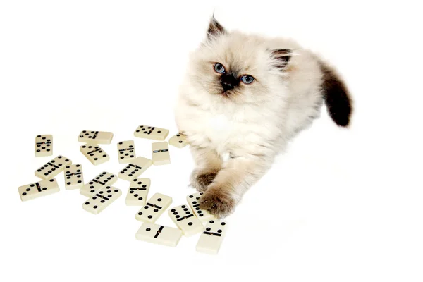 Domino oynamaya kitty