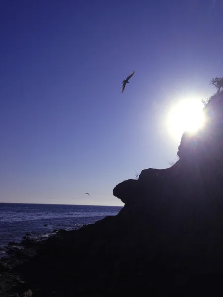 太陽の輝きに飛ぶ鳥 — ストック写真