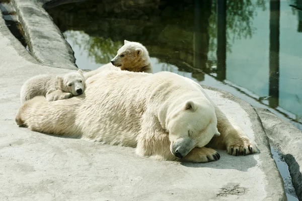 Ona niedźwiedzia polarnego z młode śpi — Zdjęcie stockowe