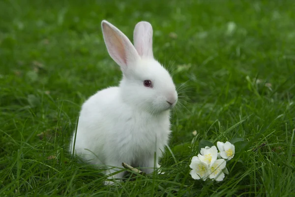 Pequeño conejito blanco sentado en hierba verde con jazmín —  Fotos de Stock