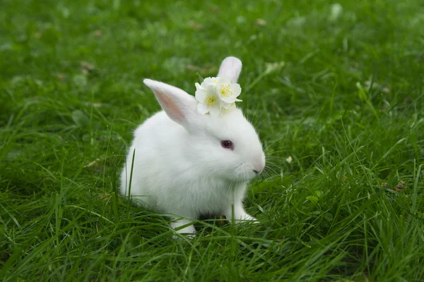 Petit lapin blanc assis dans l'herbe verte avec du jasmin — Photo