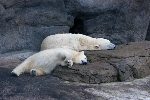 Polar bears — Stock Photo, Image