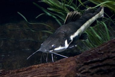 Akvaryumdaki yayın balığı
