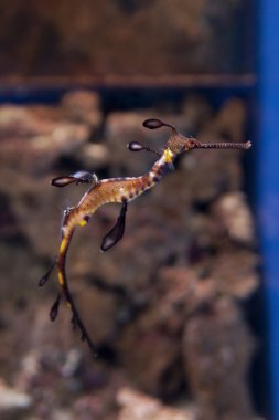 İçinde belgili tanımlık akvaryum yosunlu Seadragon