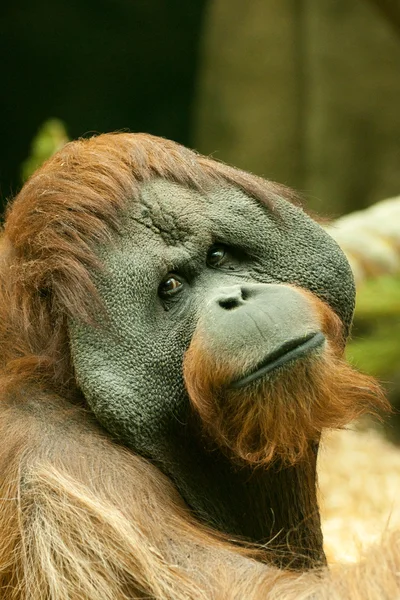 Grand orang-outan de Bornéo — Photo