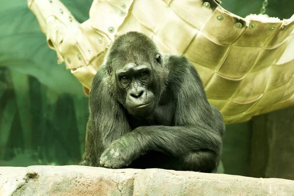 Un grand mâle argenté de dos gorille assis — Photo