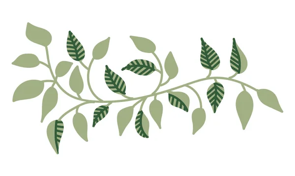 Duvardan kayan yeşil loach yapraklı asma sarmaşıkları veya tasarım için çit dekorunun vektör çizimi