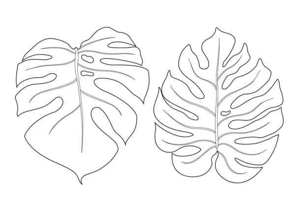 Monstera Leaf Outline Vector Illustration Set Tropical Leaves Isolated White — Stock Vector