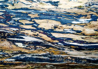 Güzel ahşap doku. Eski bir yıpranmış ağaç. Arka plan için doğal doku. Ağaç kabuğu olmayan yaşlı ağaç