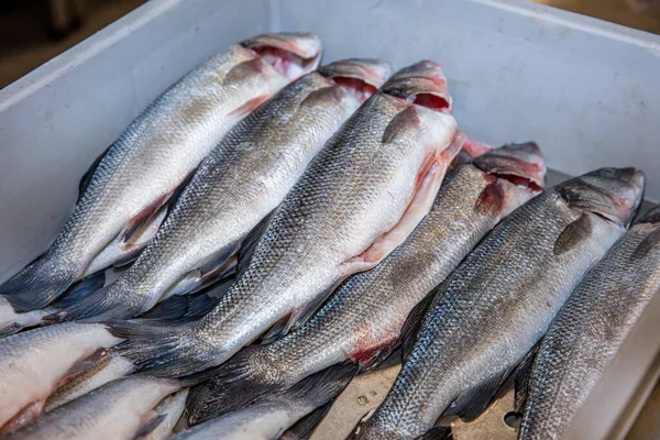 Perch fish inside the crates at the fish market. Fresh sea perch fish.