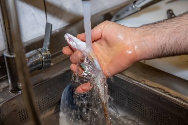 Şef mutfaktaki kırmızı kefal balığını temizliyor. Pişirmek için hazırlıyor..