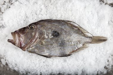 San Pierre Fish, karlı tezgahın önünde, bir dükkanda. Organik deniz ürünleri. 
