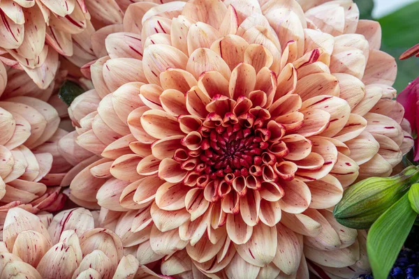Csokor Virág Gyönyörű Divatos Rózsaszín Dália Elszigetelt Fehér Háttér Botanikai — Stock Fotó