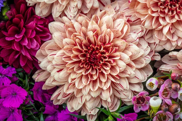 Bouquet Blume Von Schönen Modischen Rosa Dahlie Isoliert Auf Weißem — Stockfoto