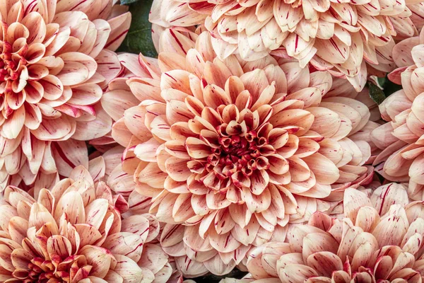 Bouquet flower of beautiful fashionable pink dahlia isolated on white background. Botanical concept, flora idea.