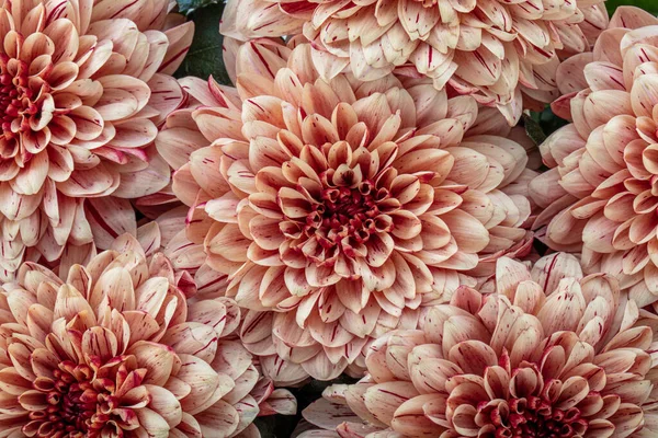 Bouquet flower of beautiful fashionable pink dahlia isolated on white background. Botanical concept, flora idea.