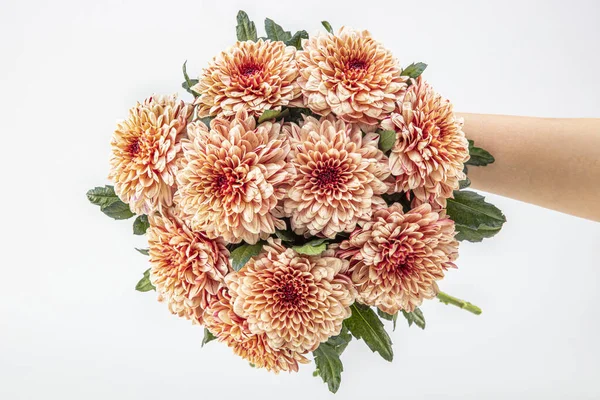 Csokor Virág Gyönyörű Divatos Rózsaszín Dália Elszigetelt Fehér Háttér Botanikai — Stock Fotó