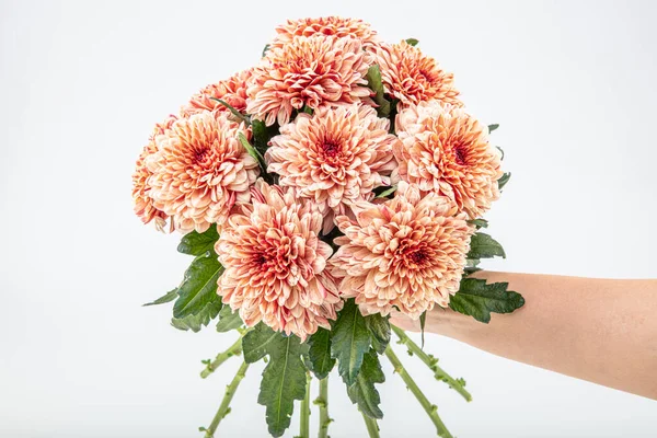 Bouquet flower of beautiful fashionable pink dahlia isolated on white background. Botanical concept, flora idea.