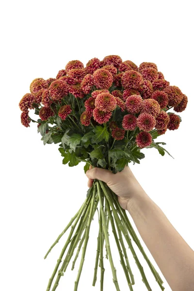 Bouquet Crisântemo Nas Mãos Menina Sobre Fundo Branco Flat Lay — Fotografia de Stock