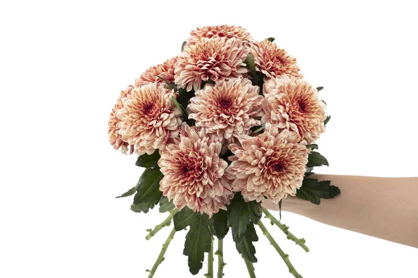 Bloemen Samenstelling Van Chrysant Bloemen Gele Bloemen Witte Achtergrond Platte — Stockfoto